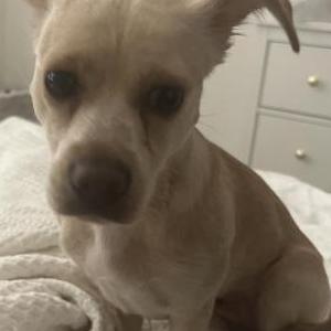 2nd Image of Biscuit/Rosie, Lost Dog