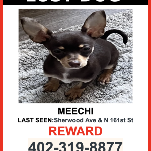 Lost Dog MEECHI