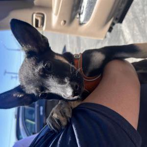 Lost Dog Unknown
