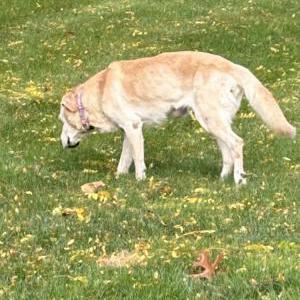 Lost Dog Lulu16 yo yellow lab