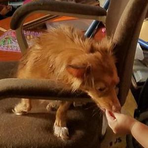 Lost Dog Jax