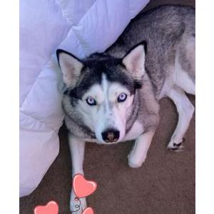 Lost Dog Athena