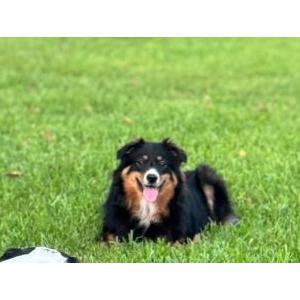 Lost Dog Dixie