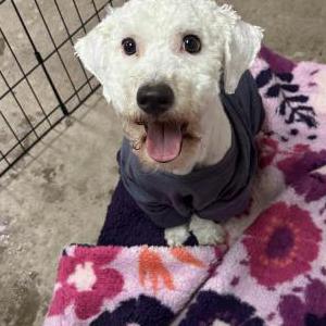 Found Dog Unknown