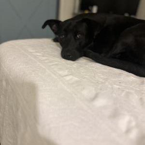Lost Dog Emma
