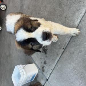 Lost Dog Apollo