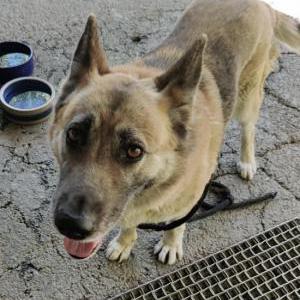 Found Dog Unknown