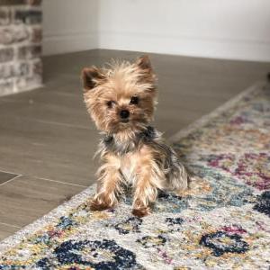 Lost Dog Phoebe
