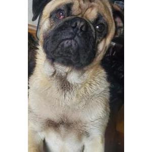 Lost Dog Chunk