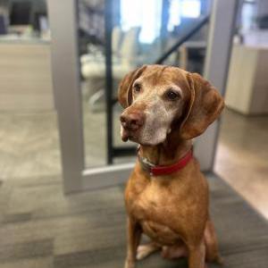 Lost Dog Antay