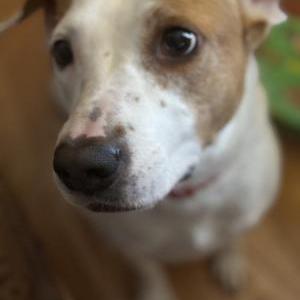 2nd Image of Callie, Lost Dog