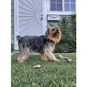 Lost Dog Princess