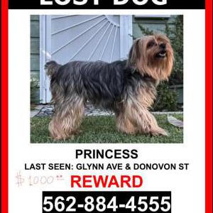 Lost Dog Princess
