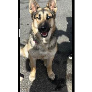 Lost Dog Luna