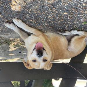 Found Dog Unknown