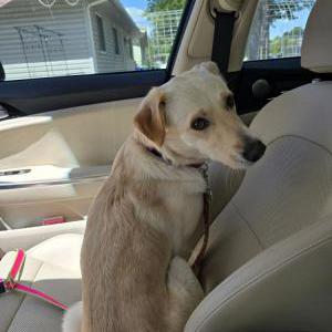 Lost Dog Nausicca