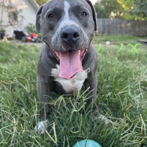 Lost Dog Koba and Minnie