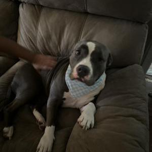Lost Dog Minnie and koba