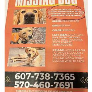 Lost Dog Gertie
