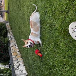 Lost Dog cookie