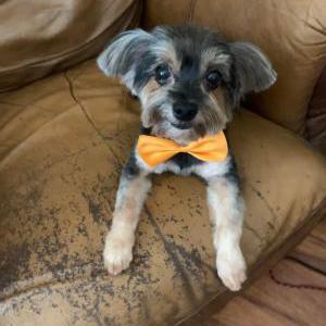 Lost Dog Meeka
