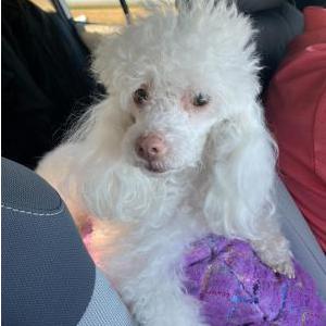 Lost Dog Jr.