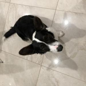 Lost Dog Storm