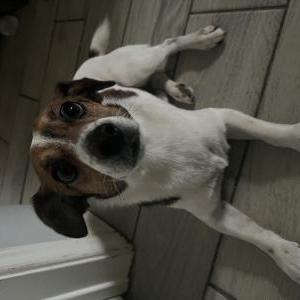 Lost Dog Sparky