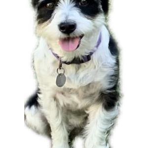 Lost Dog Charlie