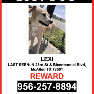 Lost Dog Lexi