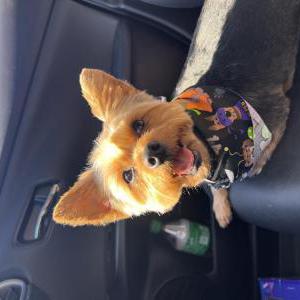 Lost Dog GusGus