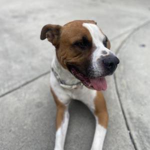Lost Dog Stella