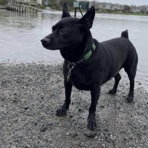 Lost Dog Rocky