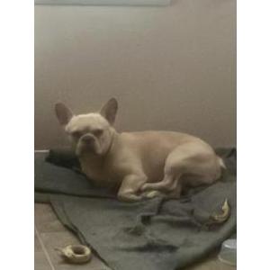 Lost Dog London
