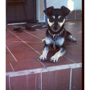 Lost Dog Charlie