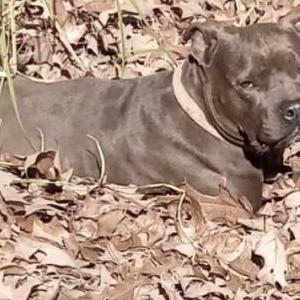 Lost Dog Royal