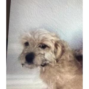 Lost Dog KJ