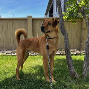 Lost Dog Max
