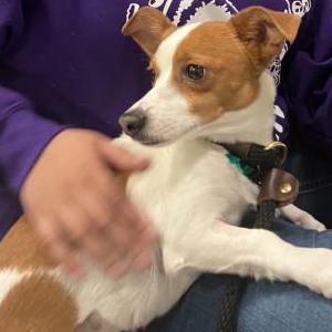 Lost Dog Jane