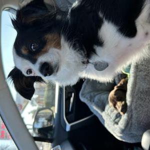 Lost Dog Nala