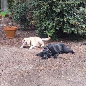 Lost Dog Sible and silvey