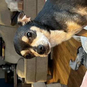Image of Malachi, Lost Dog