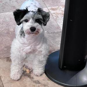 Lost Dog Sally