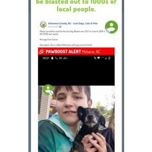 Lost Dog Blackie