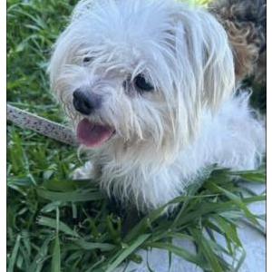 Lost Dog Bella