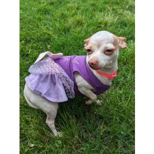 Lost Dog Gertrude