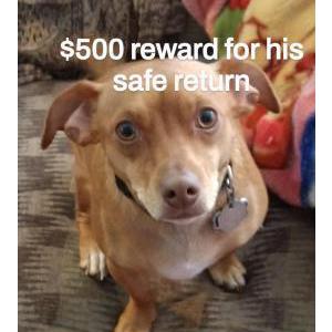 Lost Dog Peawee