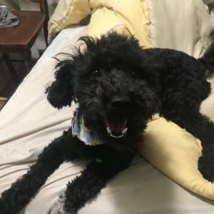 Lost Dog Bruno