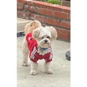 Lost Dog Gunner
