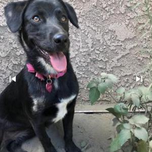 Lost Dog Tj